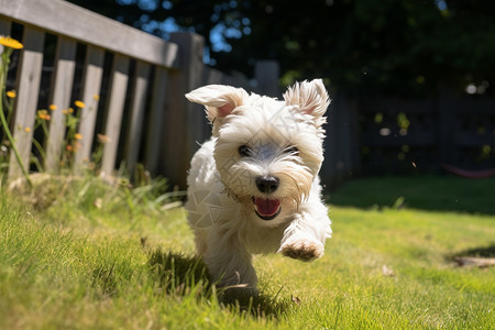 草地上奔跑的小狗图片