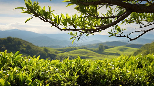 茶园茶叶随风飘落背景图片