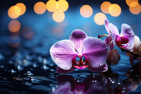 水面上的花朵背景图片