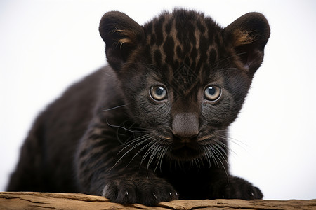 木板上的黑色小豹子图片