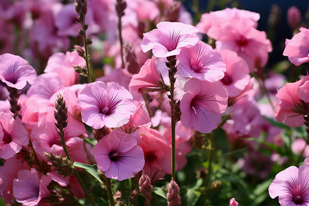 粉色植物盆栽粉色的花朵背景