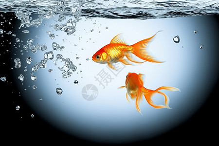 水中游动的两只金鱼图片
