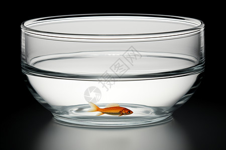 鱼缸中的金鱼图片