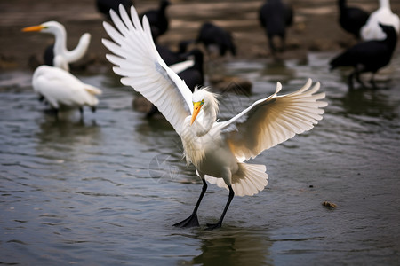 剪纸风白鹤飞翔打开翅膀的白鹤背景