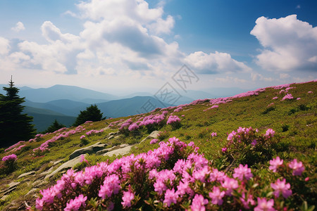 夏日山顶花海高清图片