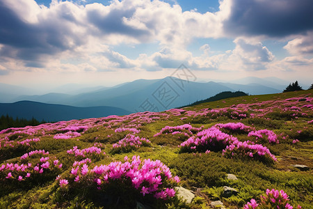 山花绽放天空杂草地高清图片