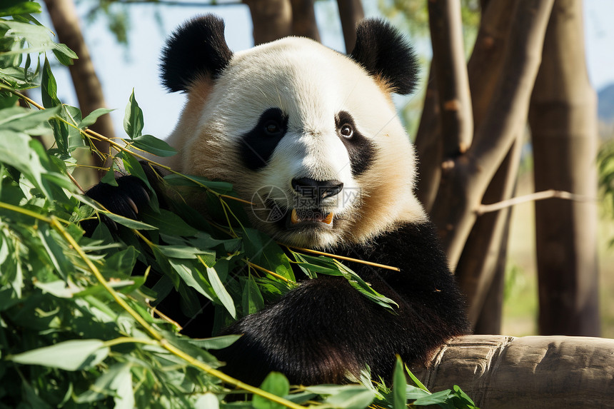 大熊猫在树上吃竹子图片