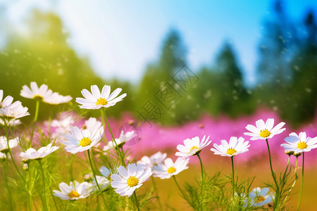 夏日清新的花背景图片