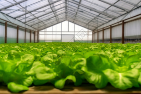 温室大棚内的绿色蔬菜图片