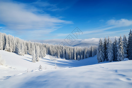 雪山松树雪山之冬背景