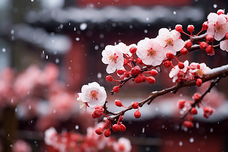 书包中花卉雪景中的梅花背景