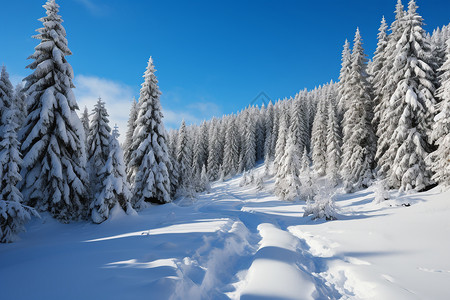 白雪皑皑的山坡图片