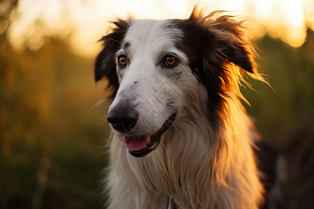 夕阳下的猎狼犬高清图片