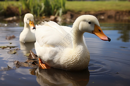 湖中两只鸭子共游，一只白色，另一只橙黄色。图片