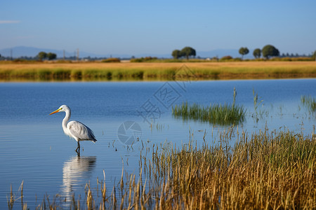 白色修长鸟类安静的湖水上一只白鸟独自站在水中背景