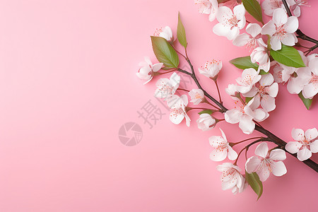 浪漫盛开的樱花图片