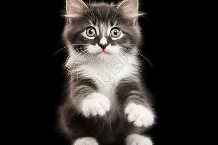 可爱的小猫咪背景图片