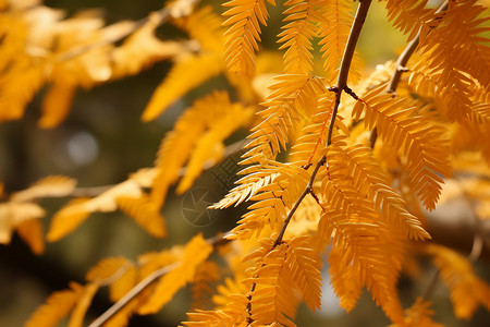 秋天的黄叶背景图片