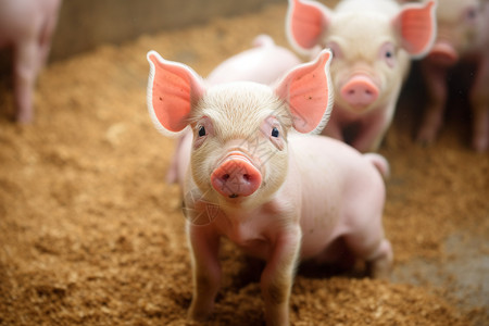 农场快乐生活的小猪图片
