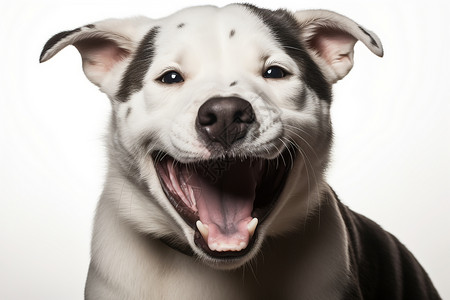 嬉笑白色狗狗图片