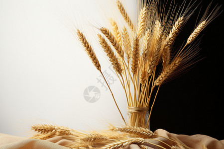 成熟的小麦粮食图片