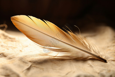 美观轻柔的羽毛图片