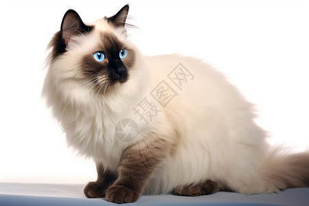 一只眼美丽的蓝眼白猫背景