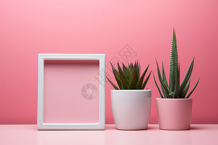 植物相框素材粉色墙壁下的盆栽背景