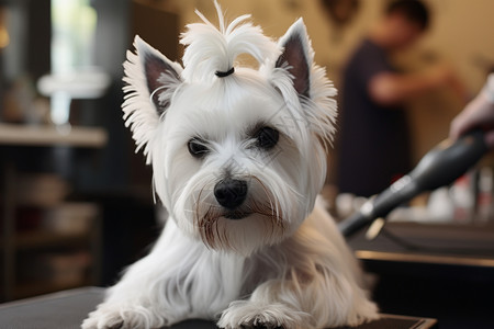 宠物修建可爱小白狗和美发师背景