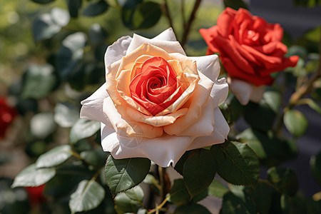 盛夏白玫瑰背景图片