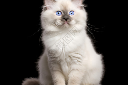 短毛的布偶猫背景图片