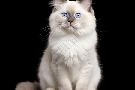昂贵的布偶猫背景图片