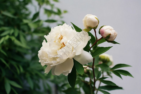 白牡丹花朵香甜的白牡丹背景