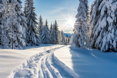 冬日公园中的雪景图片