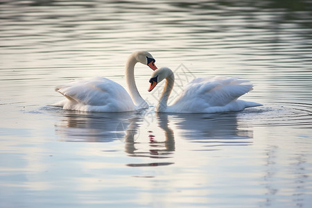 浪漫湖畔的天鹅情侣图片