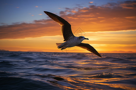 海上飞翔的海鸥图片