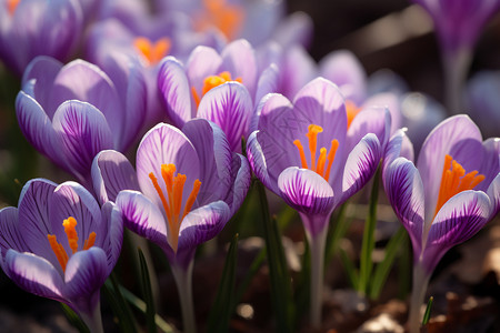 春日紫罗兰之美高清图片