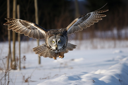 冬天展翅飞翔的猫头鹰图片