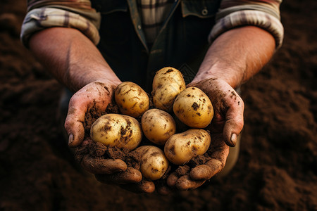 丰收的土豆背景图片