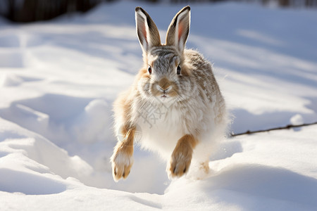 冬天白雪中蹦跳的雪兔图片