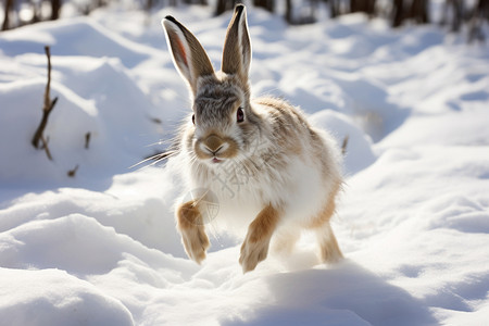 雪地里的白兔背景图片