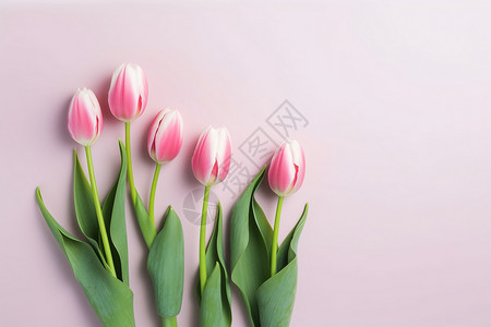 美丽的郁金香花瓣图片