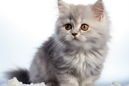 可爱白色短毛猫宝宝图片