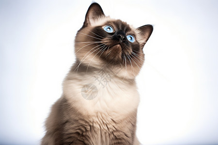 活泼可爱的暹罗猫图片
