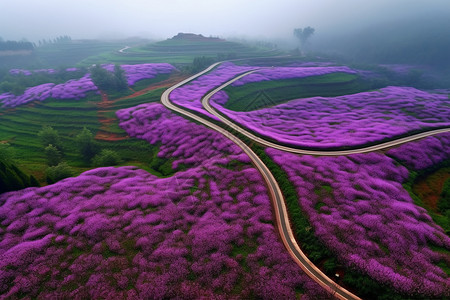 紫花海中蜿蜒的道路图片