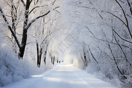 雪地l里的大树图片