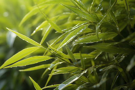 下雨天的竹林图片