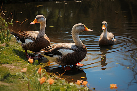 池塘里的鸭子背景图片