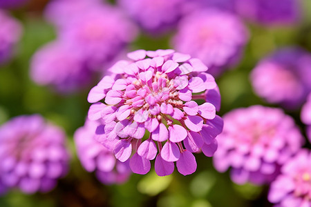 紫色的大花球图片
