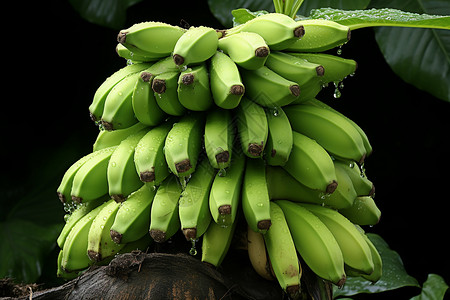 丰收的香蕉图片